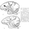 Ретикулярная формация ствола головного мозга